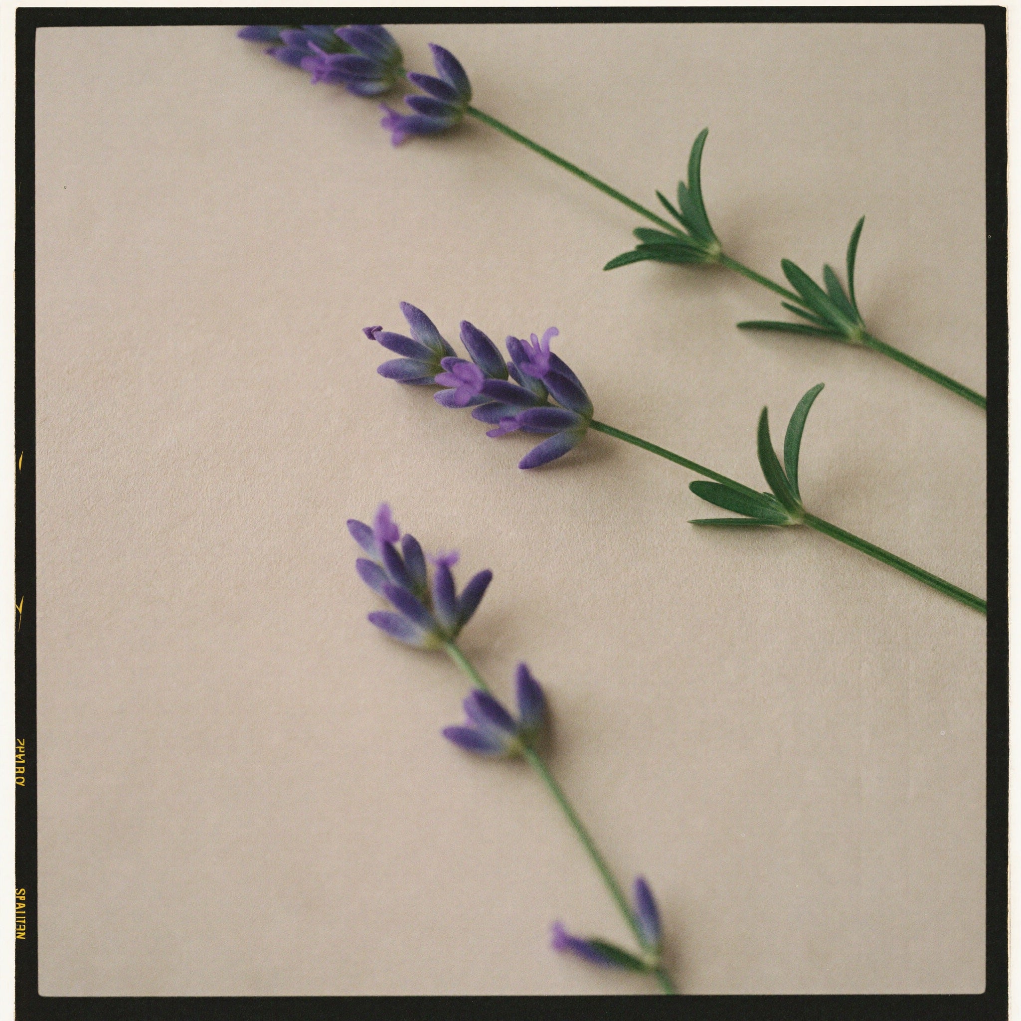 Lavender