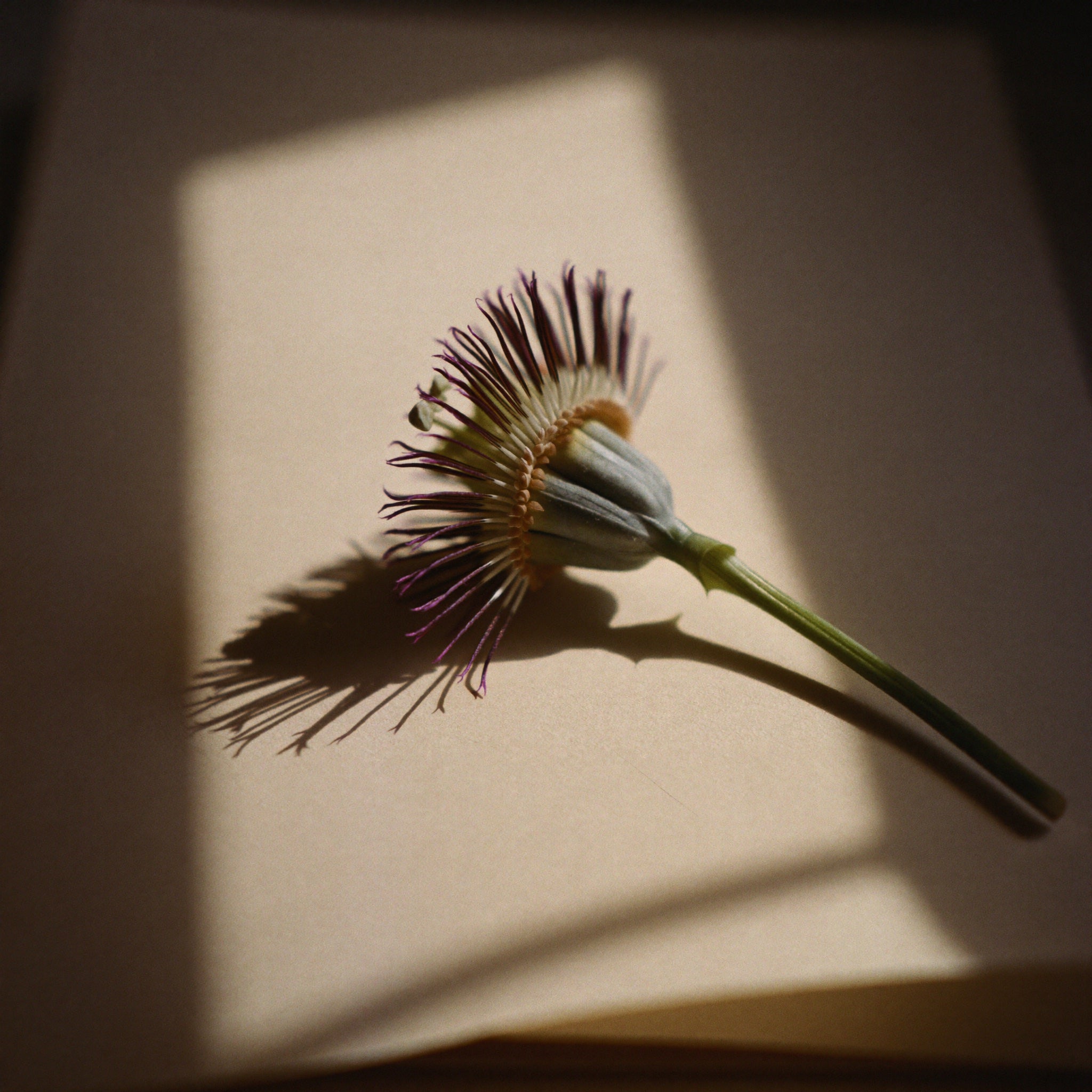 Passion flower