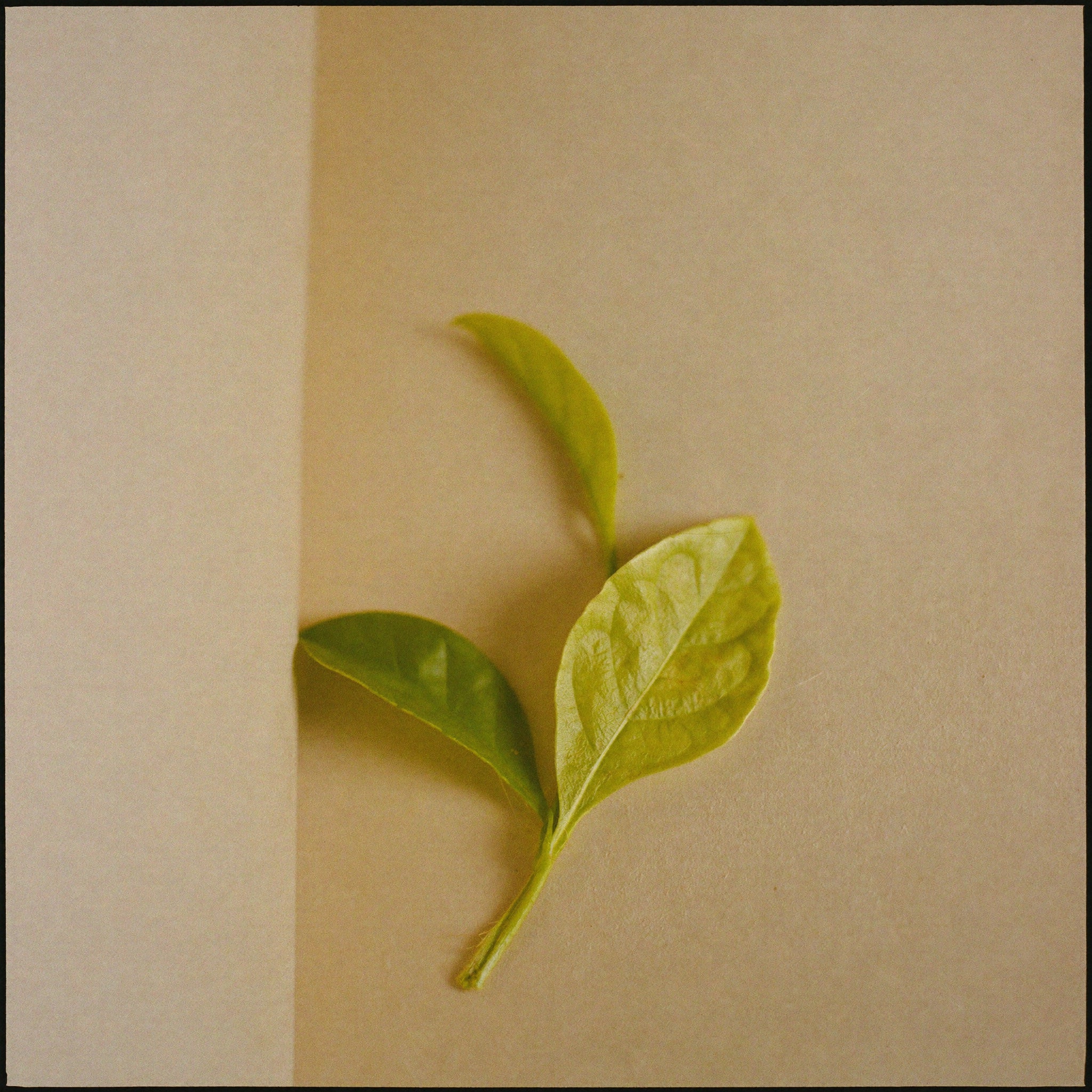 L-theanine