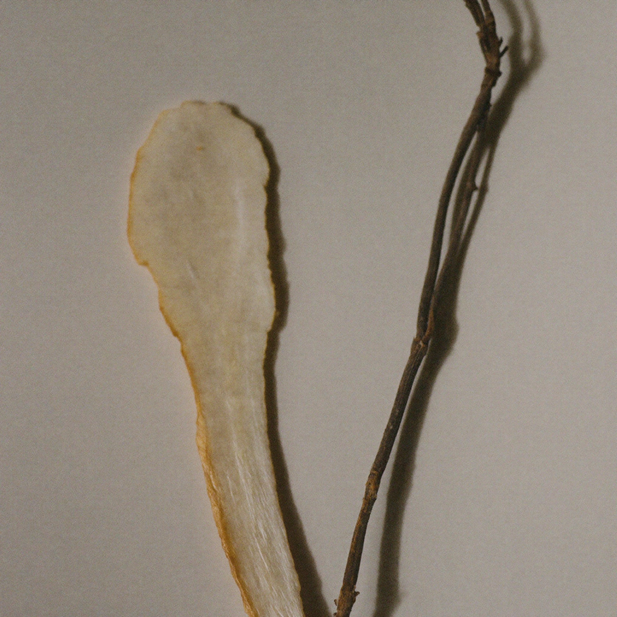 Valerian root
